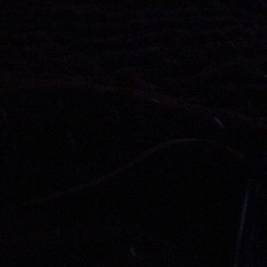 Meet your Posher, Kitty